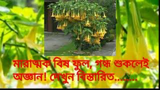 ||মারাত্মক বিষ ফুল,গন্ধ শুকলেই অজ্ঞান||Deadly poisonous flowers, the smell is unconscious||