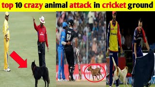 क्रिकेट ग्राउंड पर जानवर और पक्षियों का आना /sports ki duniya/cricket ground animal attack🤣🤣🤣