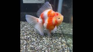 極上　ローズテールオランダ　15cm #金魚　#ローズテールオランダ #goldfish