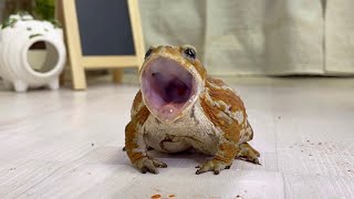 Cute toad's reaction the day after I went to bed with a fever.