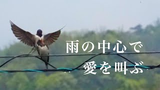 雨の中並んで毛づくろい、交尾、そして照れ隠しの毛づくろい、電線の上で愛を叫ぶ/Swallows mating in the rain