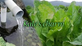 【遠赤青汁】Kale's charm