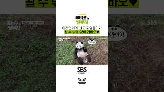 95KG 중에 제일 귀여워🖤 처음 만나자마자 애교 부리는 러바오🐼 #푸바오와할부지 l SBSNOW