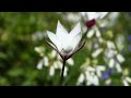 what3plants 2 tulipa clusiana peppermint stick and hyacinthoides hispanica