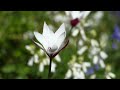 what3plants 2 tulipa clusiana peppermint stick and hyacinthoides hispanica