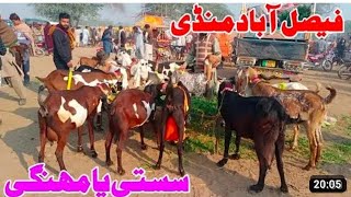 Bakra Mandi Faisalabad update mashallah Mandi mein bahut khubsurat bakriyan a plus Zafar Bakra TV