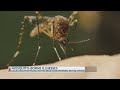 Mosquitoes test positive for West Nile Virus