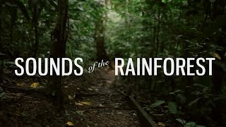 Sounds of the Rain Forest - Lapa Rios Lodge