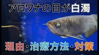 アロワナ　目の白濁　理由と治療方法と対策