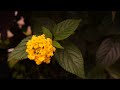 mov flower original video with sony xperia 1 ii full hd 60 fps free download 7