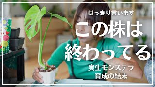 【モンステラを種から100株育てた結果】私の夢がひとつ終わりました#観葉植物#植物