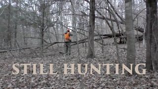 Tips for Still Hunting Whitetail Deer - TN Public Land