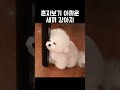 진짜 이건 혼자보기 너무 아깝다 정말 귀여운 새끼강아지 puppy