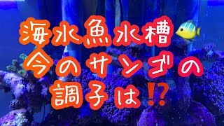 海水魚水槽🐠今のサンゴの調子は⁉️