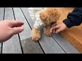 映えスポット発見！散歩も犬同士のふれあいも満喫しました♪（愛知県蒲郡市竹島）