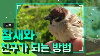 참새와 친구가 되는 방법 How to befriend a sparrow