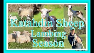 KATAHDIN SHEEP ~LAMBING SEASON _HOW TO CHOOSE LAMBS TO RETAIN #katahdin #sheep #farming  #lambing