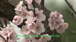 [감바스 시즌2] 전국 4대 매화 강릉 율곡매, 올해는 더욱 활짝 꽃피워 230403