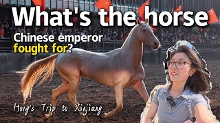 What's the horse that Chinese Emperor Wu of Han(156–87 BC) fought for? ｜Hong's Trip to Xinjiang