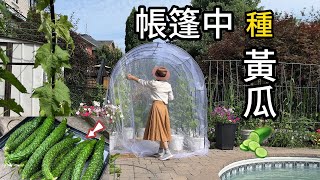 【黃瓜種植】在帳篷中種黃瓜 | 预防黃瓜枯萎病 | 黃瓜為何發苦｜黄瓜修剪