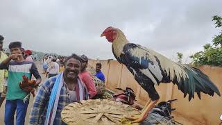 విజయవాడ ఆదివారం నాటు కోళ్ల సంత#Vijayawada Sunday country chicken market#24/9/2023