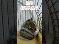 しまりす「ポン吉」お手入れ？【ペット】【シマリス】【chipmunk】【squirrel】【kawaii】【cute】