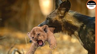 Wild Dogs Take Revenge on a Lioness and Her Cub