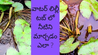 // వాటర్ లిల్లీ టబ్ లో నీటిని మార్చడం ఎలా ? // HOW TO CHANGE WATER IN THE WATER LILY TUB//