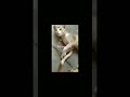 Cat&dog#animals#dog #music #song#yt#shortsoftheday#pets#ytshorts#shorts#shortsfeed#ytviral#catshorts