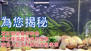 一次為您揭秘：草缸除藻最常用的生物，草缸群游最好的魚，放魚入缸又有哪些注意事項|What are the precautions for aquarium fish farming.