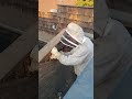 Condominium Honey Bee Rescue