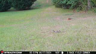 06 17 24  557 01pm A squirrel walks near the mineral block in the back field. #wildlife  #squirrel