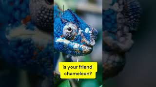 Incredible chameleon| Tongue and Colour Change| Girgit #shortsvideo