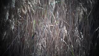 Bittern (Botaurus stellaris), Vilamoura, Algarve