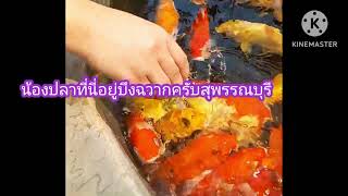 พามาชมปลาสวยงามปลาคาร์ฟ#สัตว์โลกน่ารัก #สัตว์เลี้ยง #สวย #ปลา # สุพรรณบุรี