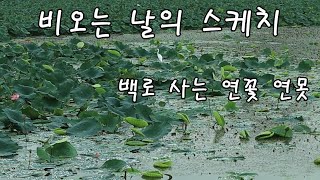 비오는 날의 스케치 - 백로 사는 연꽃 연못