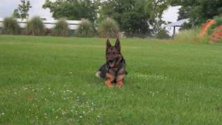 SCHH3/Protection Dog