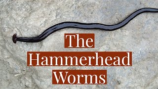 What You Don't Know About Hammerhead Worms