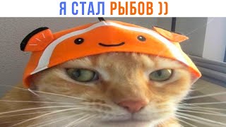 КОТИК СТАЛ РЫБОВ!  ))) Приколы с котами | Мемозг 1565