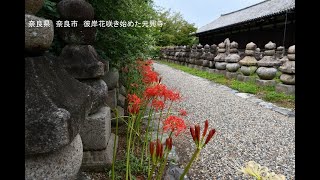 奈良県　奈良市　彼岸花咲き始めた元興寺　写真紀行　2024