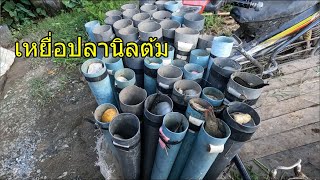 ดักปลาไหล ด้วยเหยื่อปลานิลต้ม | บ่าวนัท เซียนปลาไหล