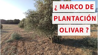 🤔🤔 ¿Marco de plantación CORRECTO Olivar Secano?