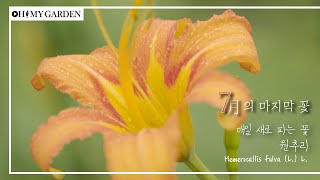 [꽃놀이패] EP39_7월의 마지막 꽃 💐_ 원추리 _ 매일 새로 피는 꽃 Hemerocallis fulva (L.) L.