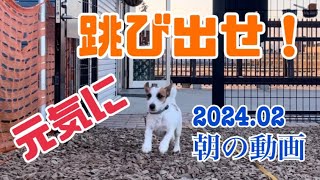 ドッグスクール　ユナイテッド☆朝の跳び出し動画2024.02月