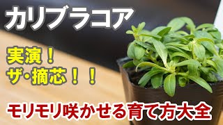 カリブラコアの育て方 摘心の実演！  切り戻し 植え方 肥料の使い方 大きく育てる！