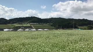 桜井市笠地区蕎麦畑