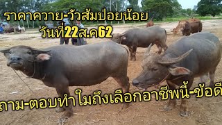 ราคาควาย-วัวส้มป่อยน้อยวันที่22ส.ค62#ถามตอบทำไมถึงเลือกอาชีพนี้