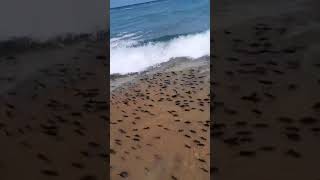 Fishes washed ashore in Kalmunai and Maruthamunai beach ⛱️⛱️⛱️⛱️ #beautiful