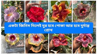 একটা জিনিসই দূর হবে পোকা আর হবে গাছ এর গ্রোথ তাও দেখার মতো। কি সেই জিনিস আসুন জেনে নিন ।