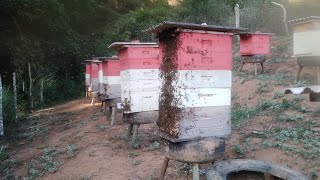 Conferindo as Melgueiras Florada tá forte / the bees are enjoying the flowering